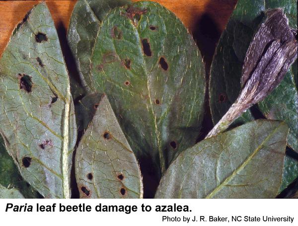 Strawberry rootworm adult beetles chew holes in leaves.